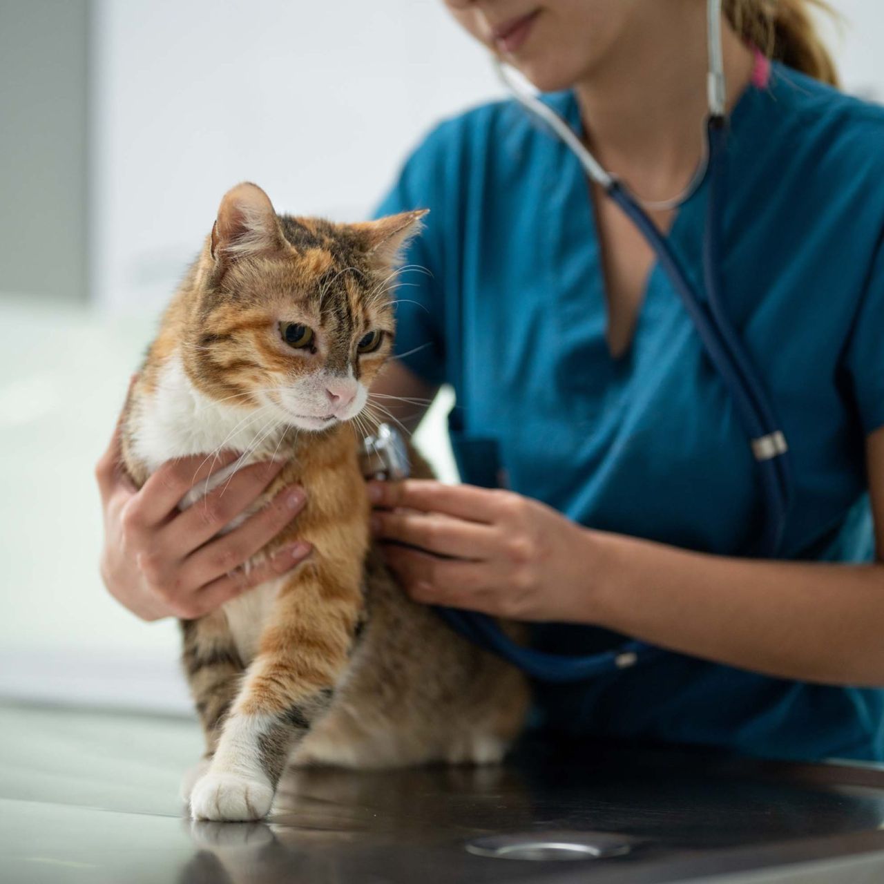 A veterinarian measuring the cat's heart rate.